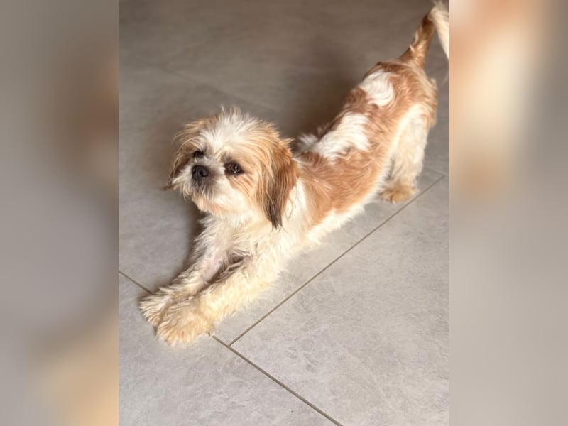 Thea - Shih Tzu Dame sucht Familie!