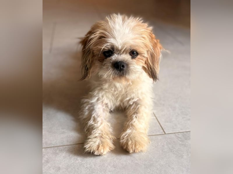 Thea - Shih Tzu Dame sucht Familie!