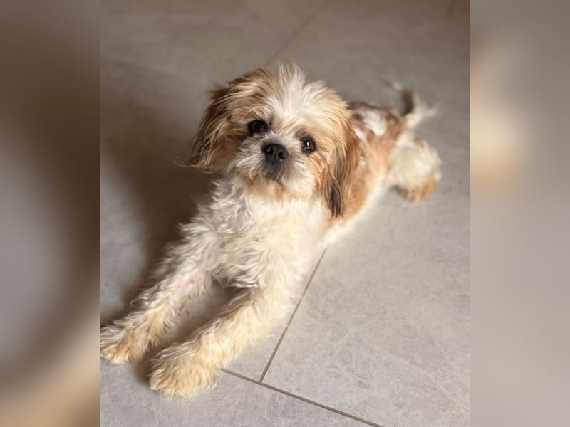 Thea - Shih Tzu Dame sucht Familie!