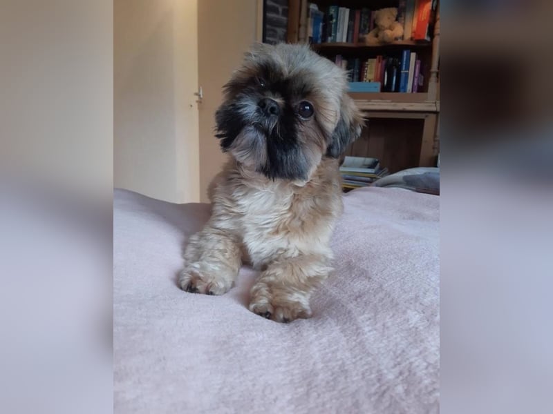 Shih tzu welpen