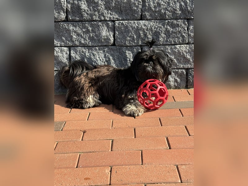 Shih tzu welpen