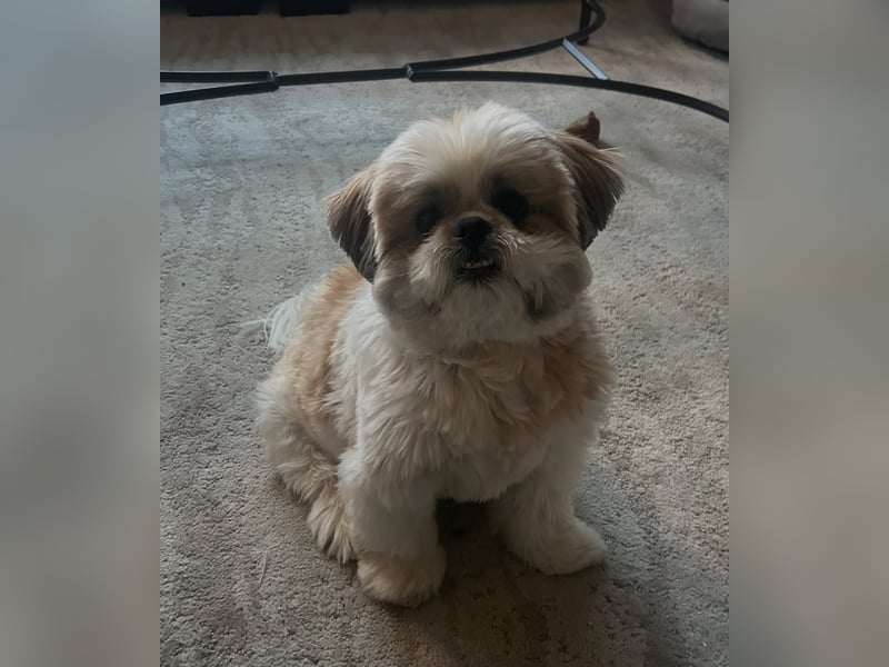 Shih-Tzu-Rüde (2 Jahre alt) abzugeben