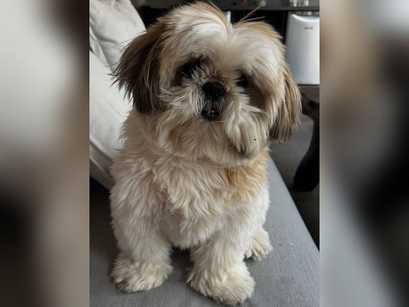 Shih-Tzu-Rüde (2 Jahre alt) abzugeben