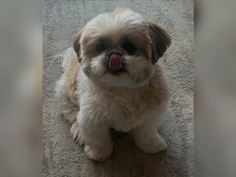 Shih-Tzu-Rüde (2 Jahre alt) abzugeben