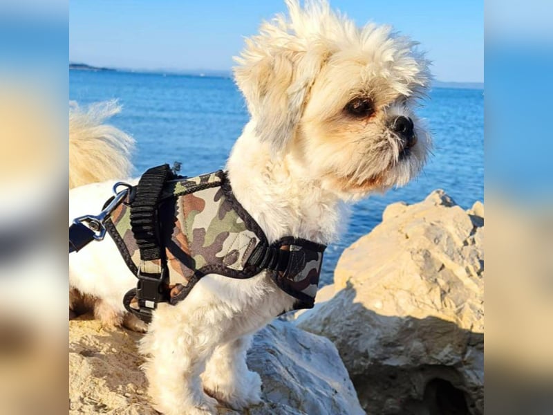 Olaf - freut sich über Streicheleinheiten