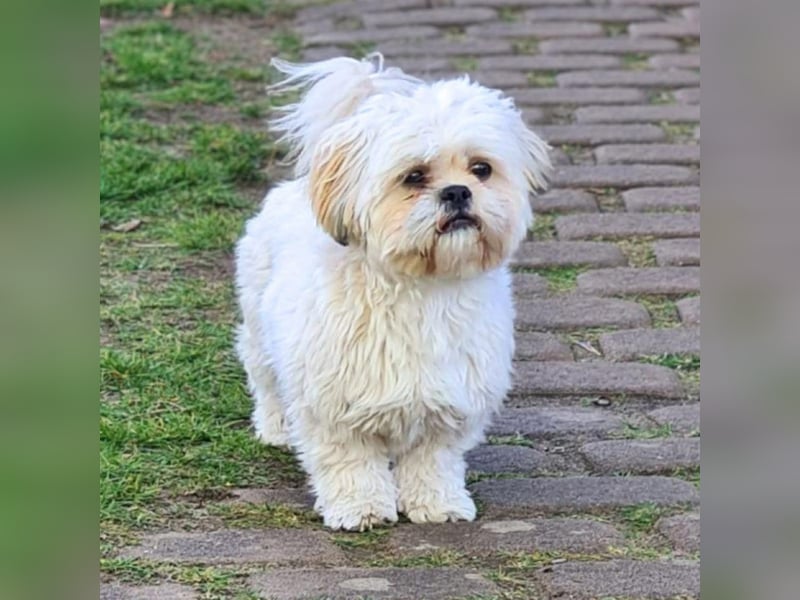 Olaf - freut sich über Streicheleinheiten