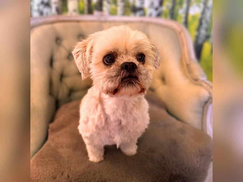 Olaf - freut sich über Streicheleinheiten