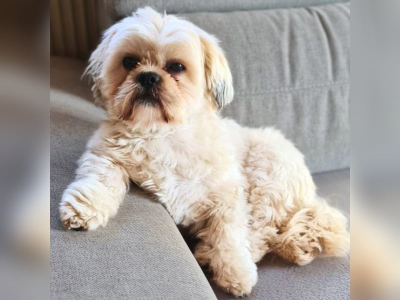 Olaf - freut sich über Streicheleinheiten