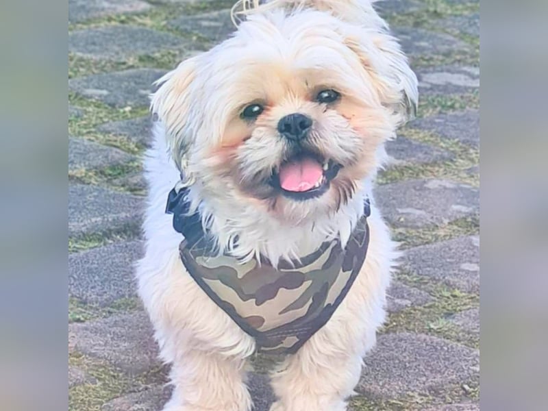 Olaf - freut sich über Streicheleinheiten