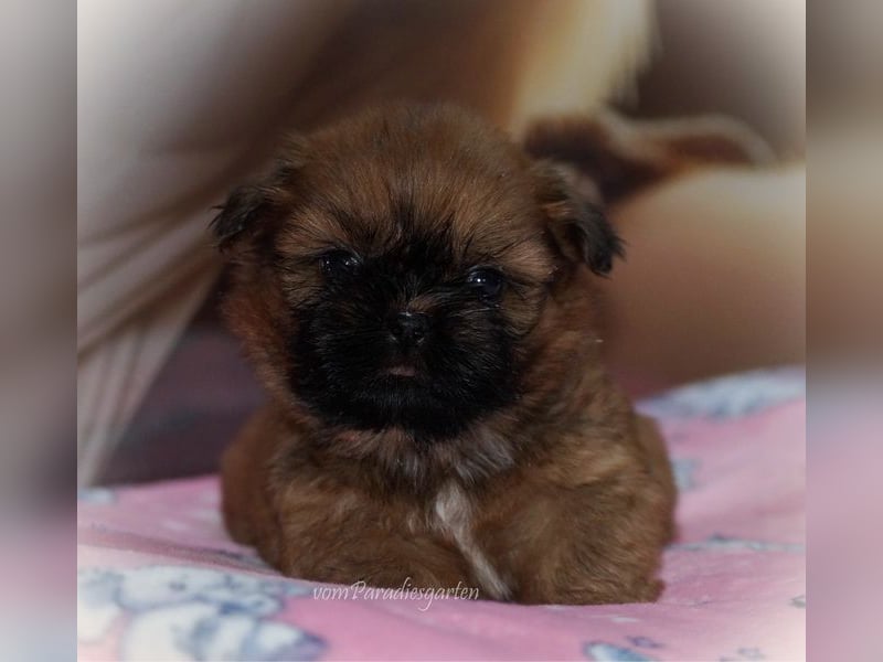 Shih Tzu Welpen aus Vereinszucht