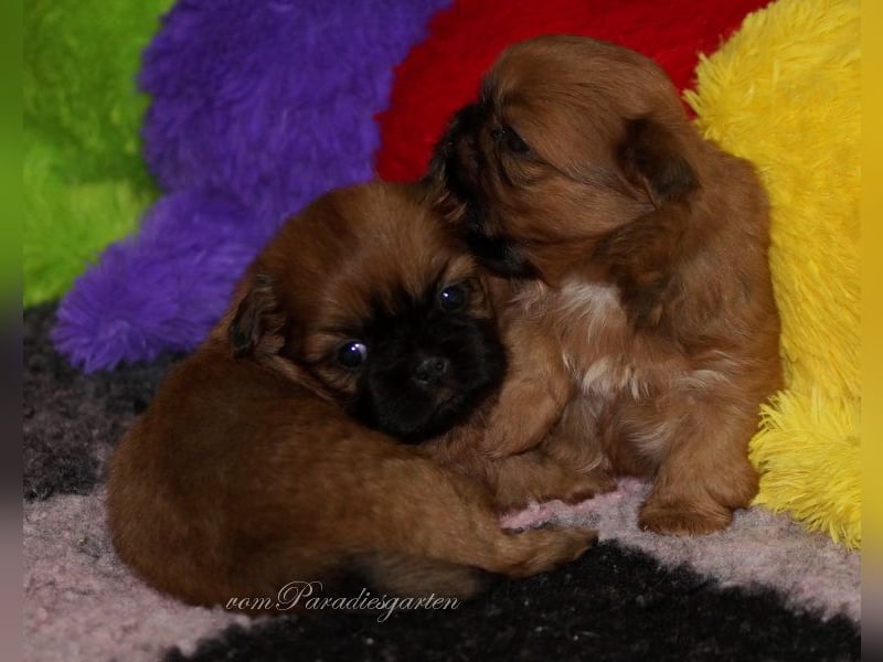 Shih Tzu Welpen aus Vereinszucht