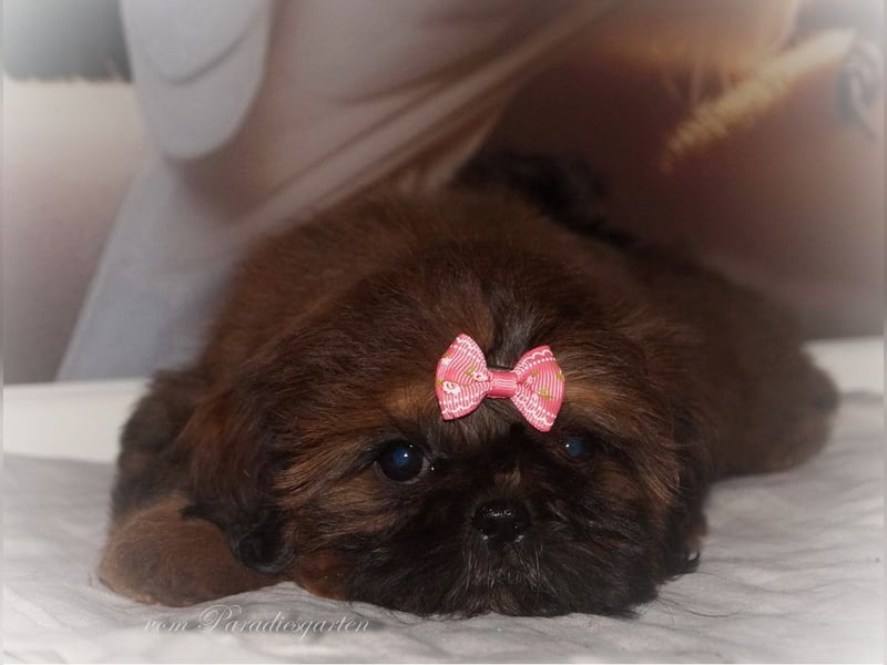 Shih Tzu Welpen aus Vereinszucht