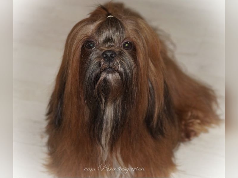 Shih Tzu Welpen aus Vereinszucht