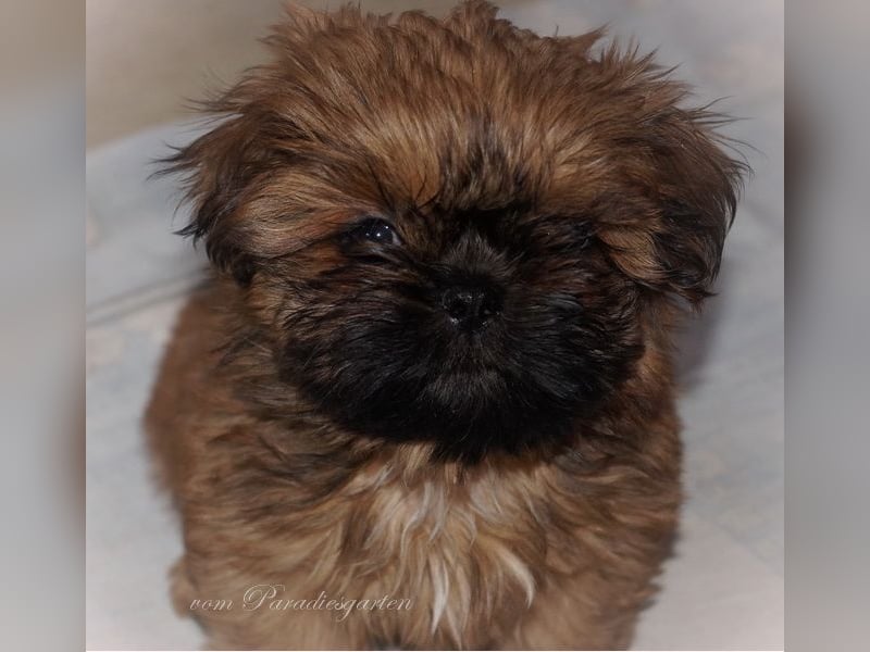 Shih Tzu Welpen aus Vereinszucht