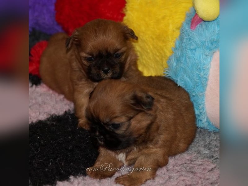 Shih Tzu Welpen aus Vereinszucht