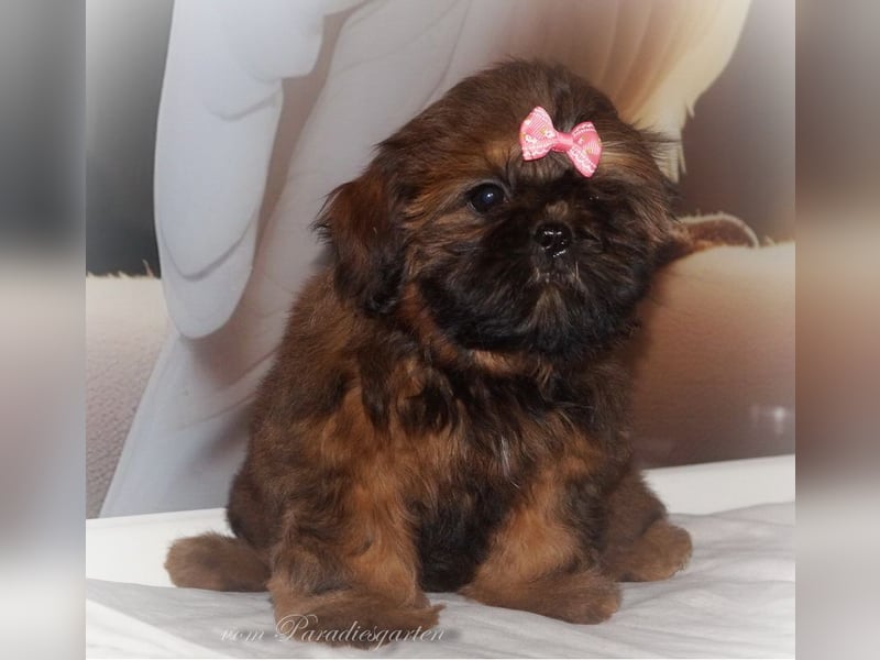 Shih Tzu Welpen aus Vereinszucht