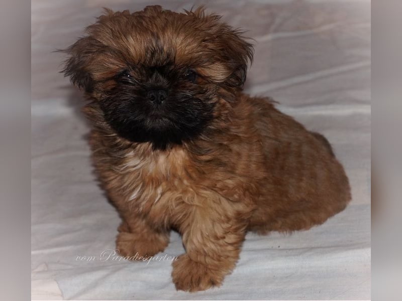 Shih Tzu Welpen aus Vereinszucht