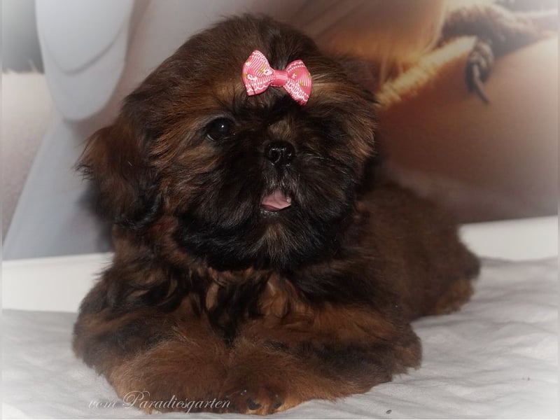 Shih Tzu Welpen aus Vereinszucht