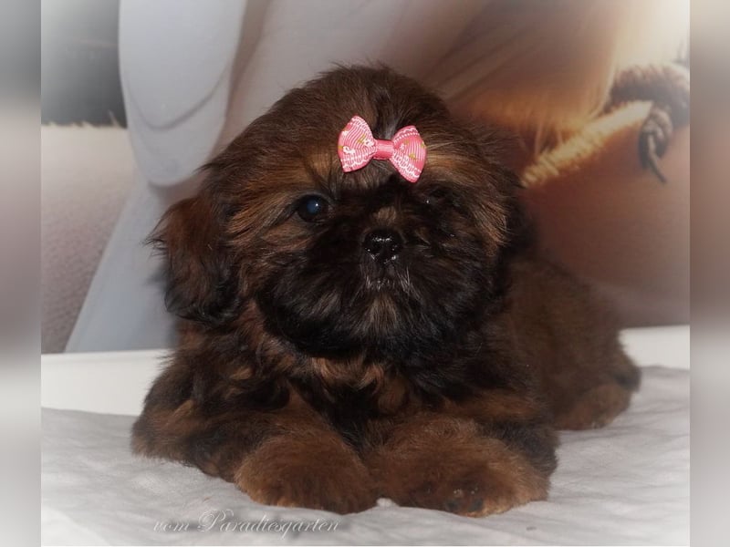 Shih Tzu Welpen aus Vereinszucht