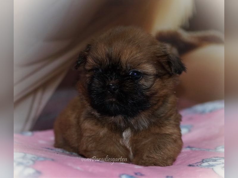 Shih Tzu Welpen aus Vereinszucht