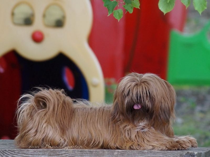 Shih Tzu Welpen aus Vereinszucht
