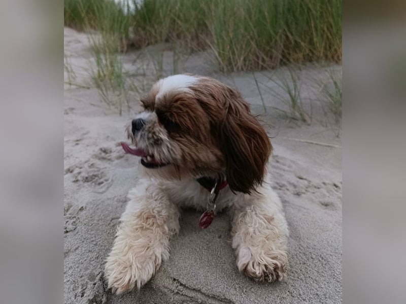 NOTFALL: katzenverträgliche Shih Tzu Hündin, sozial u. lieb, verliert ihr Zuhause :-( MIT VIDEOS!