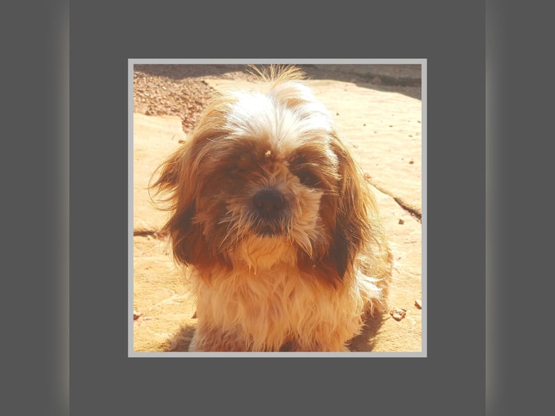 NOTFALL: katzenverträgliche Shih Tzu Hündin, sozial u. lieb, verliert ihr Zuhause :-( MIT VIDEOS!