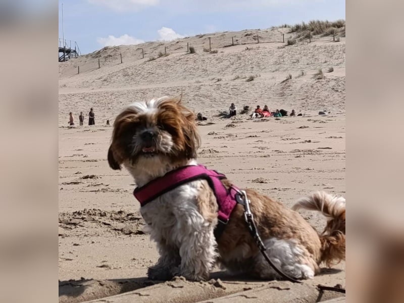 NOTFALL: katzenverträgliche Shih Tzu Hündin, sozial u. lieb, verliert ihr Zuhause :-( MIT VIDEOS!