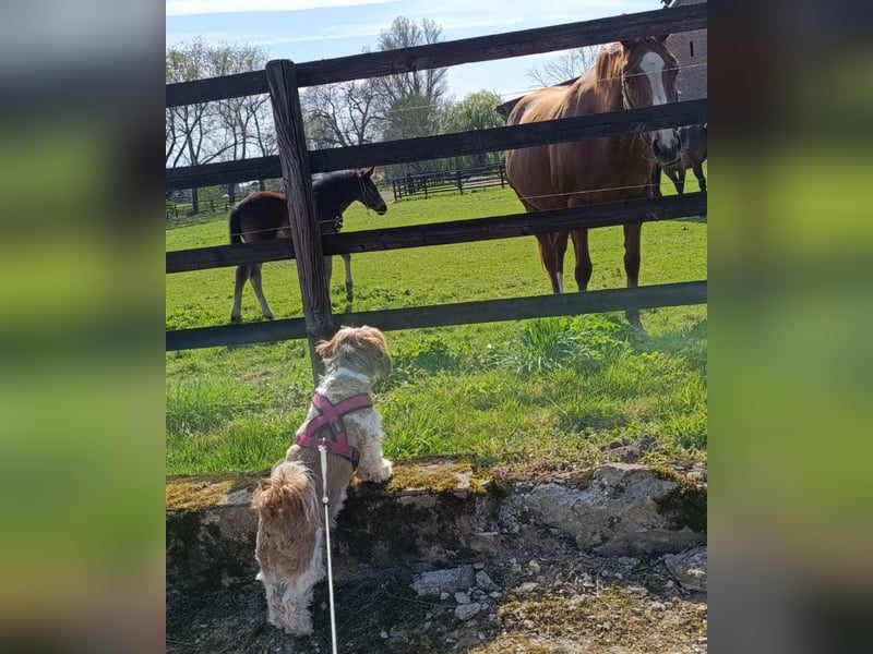 NOTFALL: katzenverträgliche Shih Tzu Hündin, sozial u. lieb, verliert ihr Zuhause :-( MIT VIDEOS!