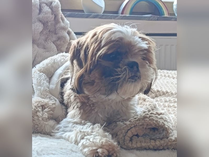 NOTFALL: katzenverträgliche Shih Tzu Hündin, sozial u. lieb, verliert ihr Zuhause :-( MIT VIDEOS!