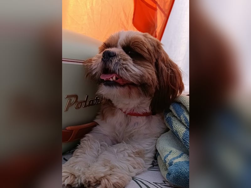 NOTFALL: katzenverträgliche Shih Tzu Hündin, sozial u. lieb, verliert ihr Zuhause :-( MIT VIDEOS!