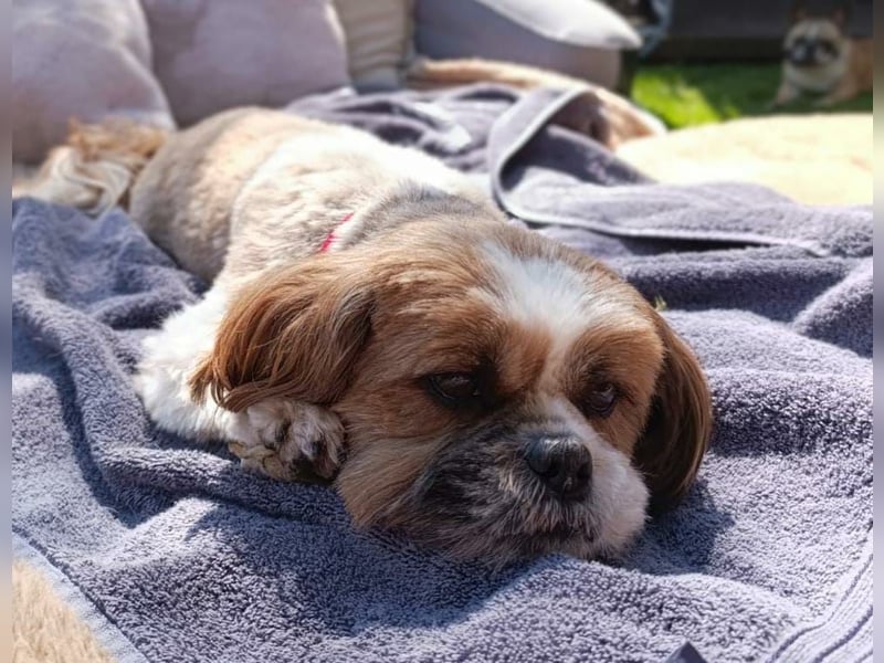 NOTFALL: katzenverträgliche Shih Tzu Hündin, sozial u. lieb, verliert ihr Zuhause :-( MIT VIDEOS!