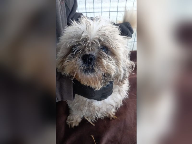 Csuri, kleines Shih Tzu Mädchen geb. 2020