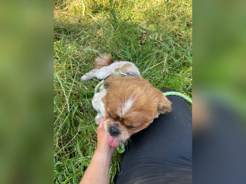 Unser  kleiner Shih-Tzu , Leo,
