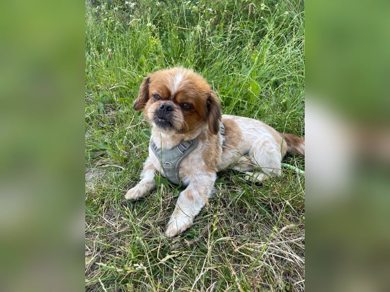 Unser  kleiner Shih-Tzu , Leo,