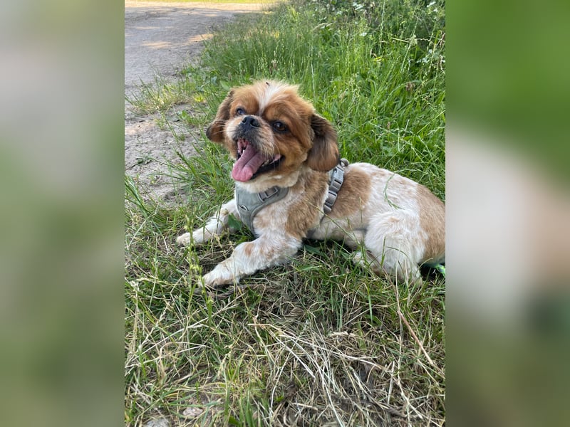 Unser  kleiner Shih-Tzu , Leo,