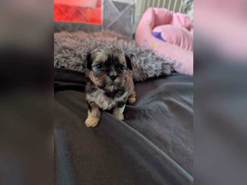Shih Tzu Welpen