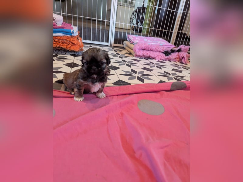 Shih Tzu Welpen