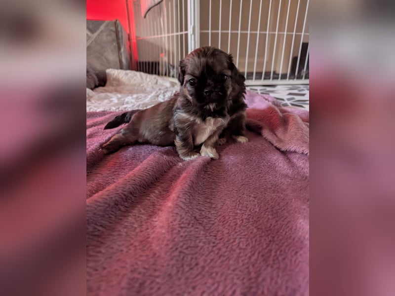 Shih Tzu Welpen