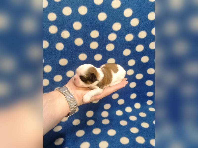 Shih Tzu Welpen