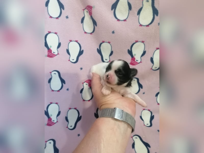 Shih Tzu Welpen