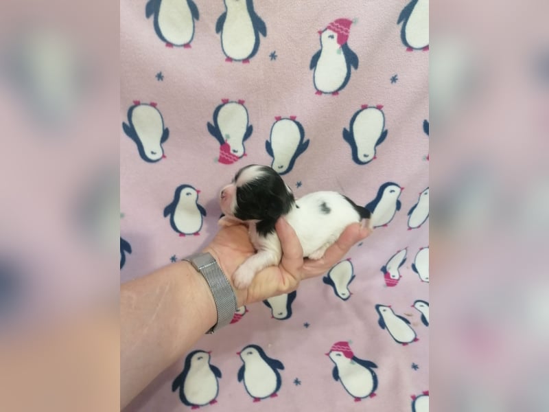 Shih Tzu Welpen