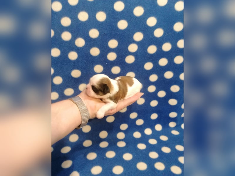 Shih Tzu Welpen