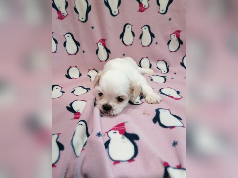 Shih Tzu Welpen weiss