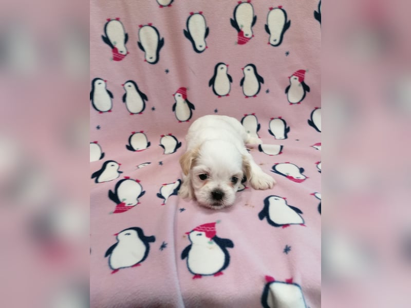 Shih Tzu Welpen weiss