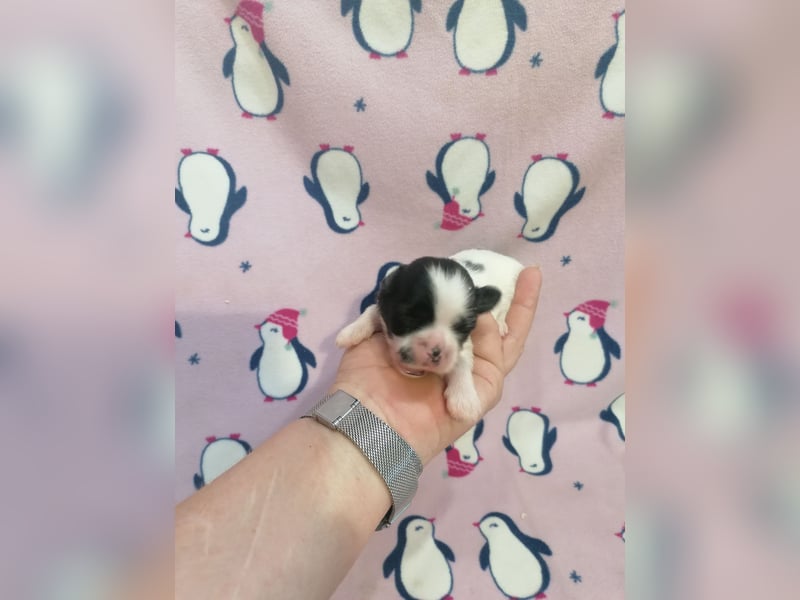 Shih Tzu Welpen