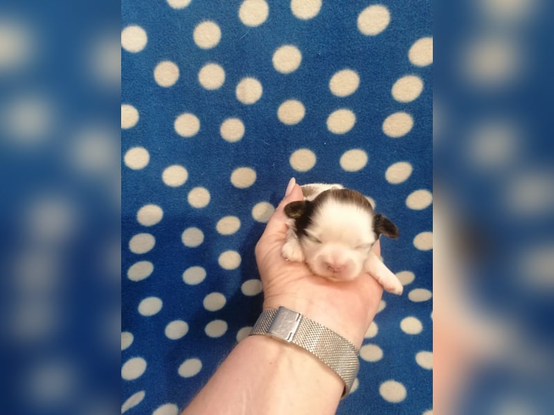 Shih Tzu Welpen