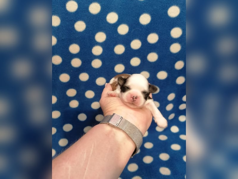 Shih Tzu Welpen
