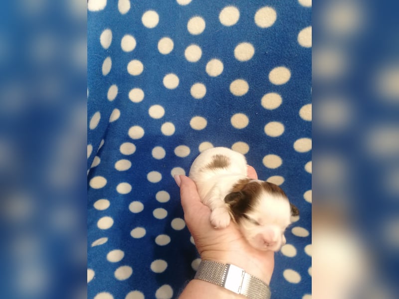 Shih Tzu Welpen