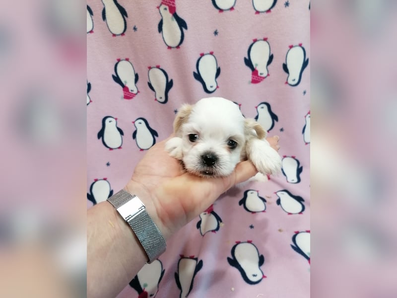Shih Tzu Welpen weiss